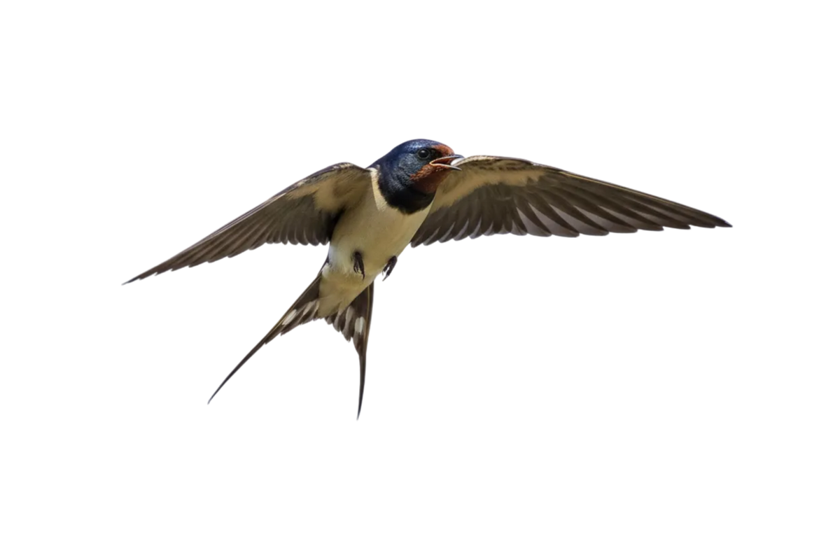 swallow